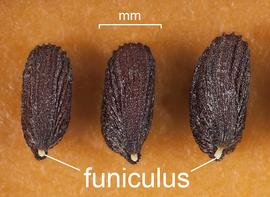   Seeds:   Thlaspi arvense , radicle positioned towards the front, cotyledons to the back; Photo by D. Walters and C. Southwick, Table Grape Weed Disseminule ID
